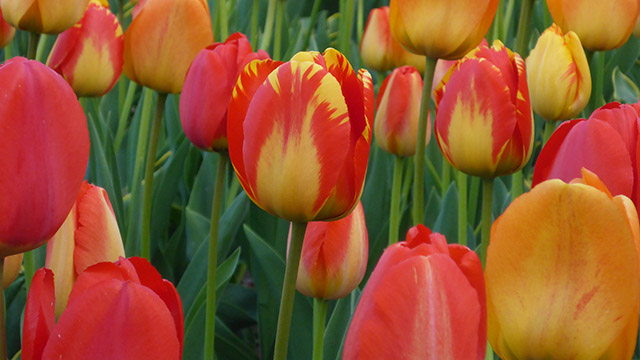 Tulpen