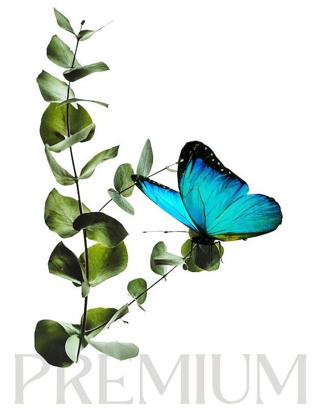 Member Premium Carolina Buerger