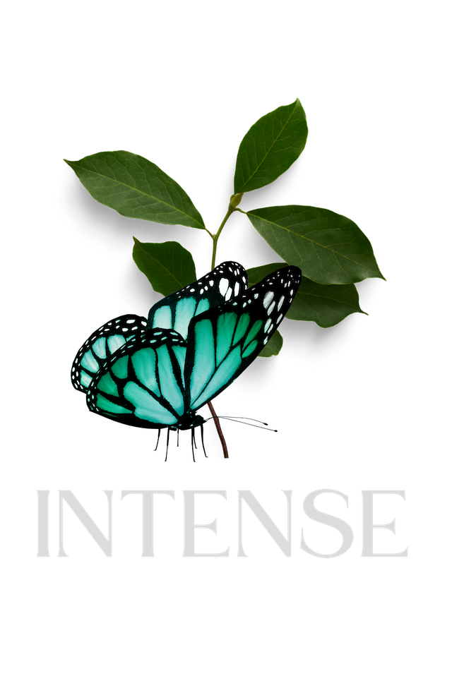 Premiumprogramm Intense CC BY 2.0 Carolina Buerger 2025 10 01